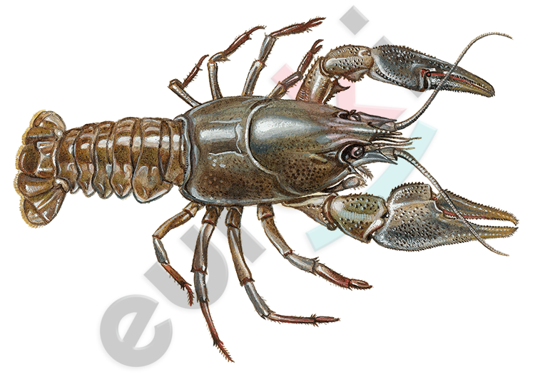 A close-up of a lobster Description automatically generated