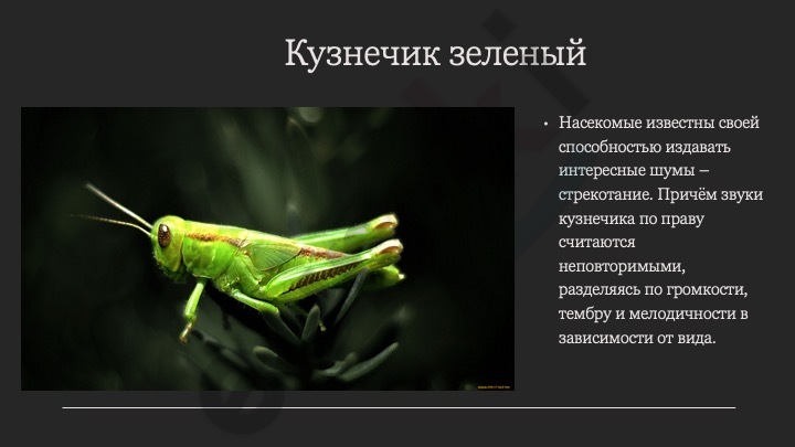 A green grasshopper on a plant Description automatically generated