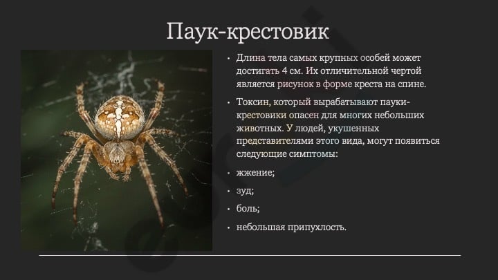 A spider on a web Description automatically generated