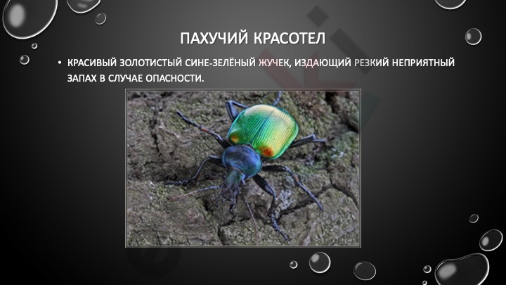 A close-up of a bug Description automatically generated