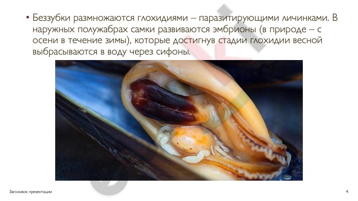 A close-up of a mussel Description automatically generated