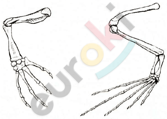 A close-up of a skeleton Description automatically generated