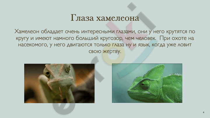 A close up of a chameleon Description automatically generated