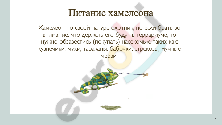A green chameleon on a branch with a stick Description automatically generated
