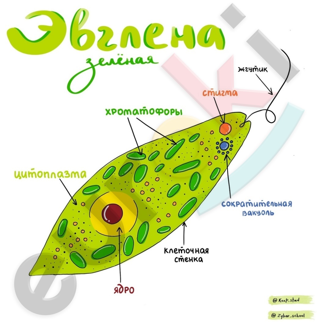 A green cell with white text Description automatically generated