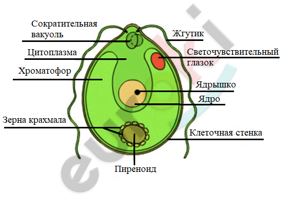 Diagram of a cell with text Description automatically generated