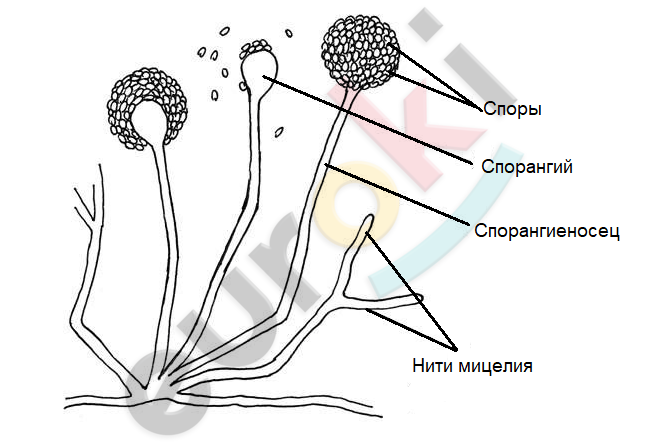 A diagram of a plant Description automatically generated