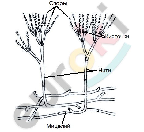 Diagram of a plant with a few branches Description automatically generated with medium confidence