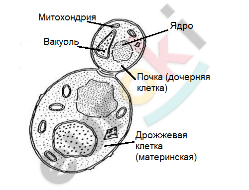 A diagram of a cell Description automatically generated