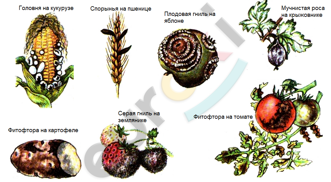 A close-up of different types of vegetables Description automatically generated