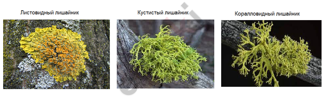 A green plant on a log Description automatically generated