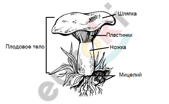 A drawing of a mushroom Description automatically generated
