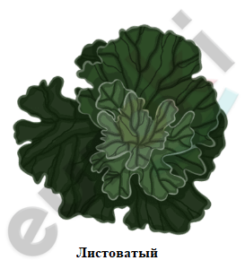 лист.PNG