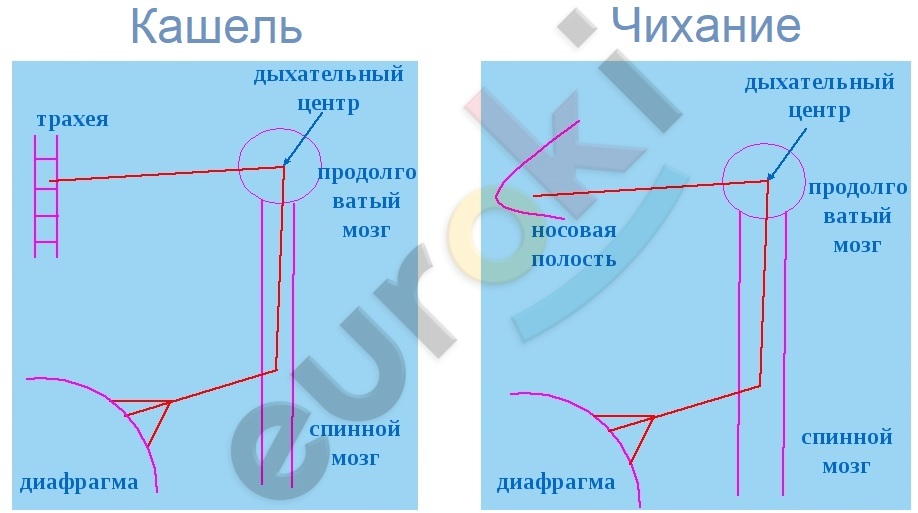 A diagram of a person's body Description automatically generated