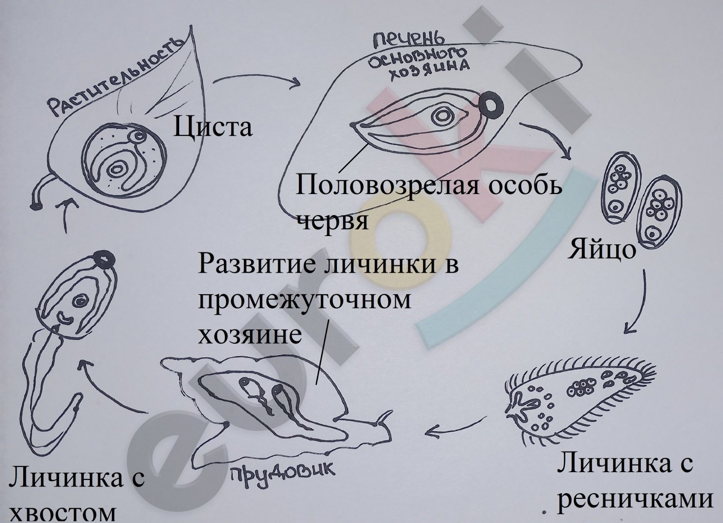 Сонин тетрадь с дельфином 8 класс