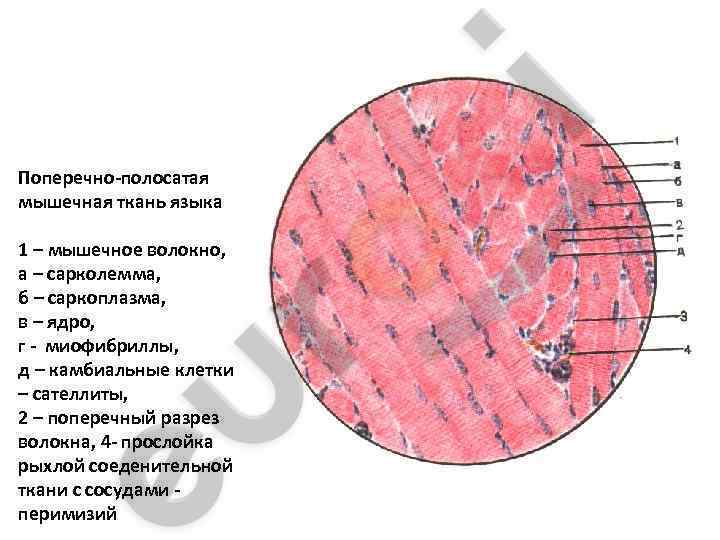 Изображение выглядит как текст, круг, снимок экрана Автоматически созданное описание