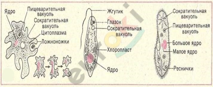 Diagram of a cell with text and words Description automatically generated