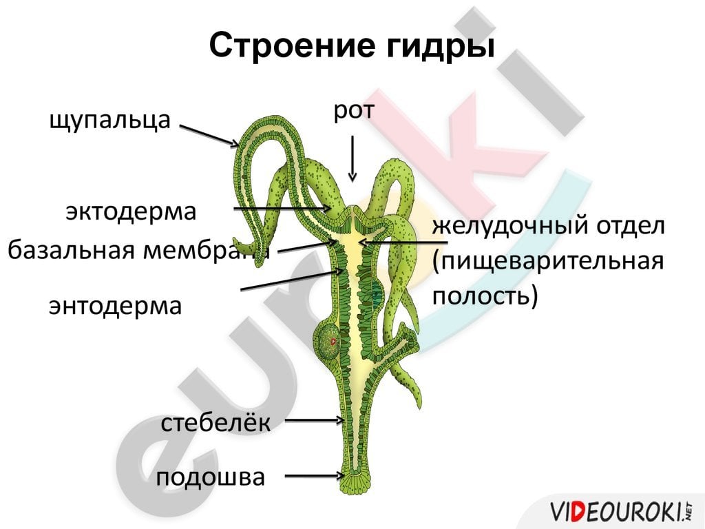 A diagram of a human body Description automatically generated