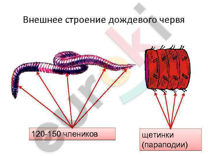 A diagram of a worm Description automatically generated