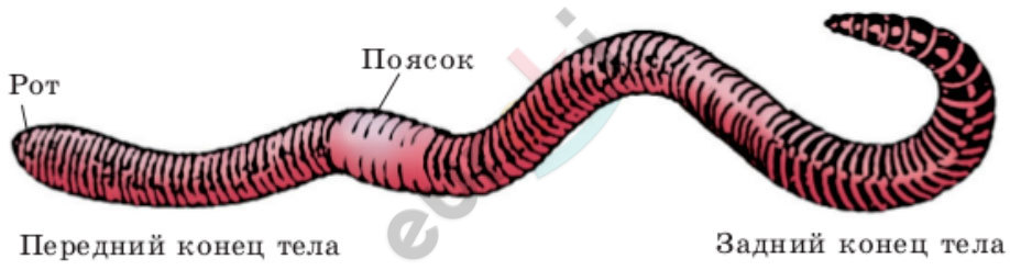 A red worm with black text Description automatically generated