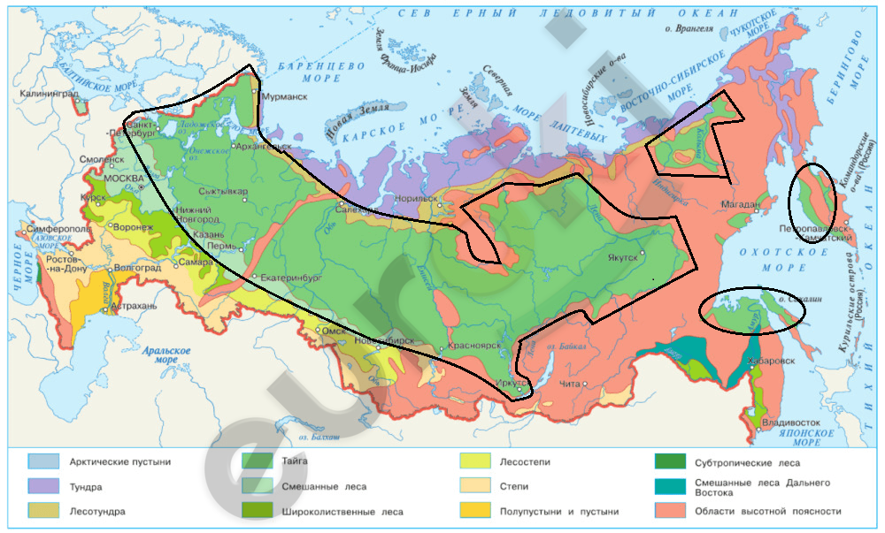 На каких территориях расположена тайга. Природные зоны дальнего Востока карта. Зона тайги на карте России. Границы тайги на карте. Таежная зона на карте.