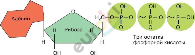 Аденин рибоза остаток фосфорной