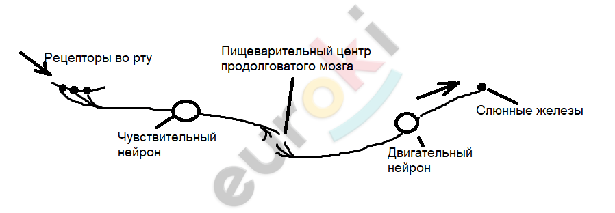 ГДЗ Стр. 76 Биология 8 класс Колесов Рабочая тетрадь