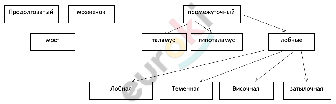 ГДЗ Стр. 99 Биология 8 класс Колесов Рабочая тетрадь | Учебник