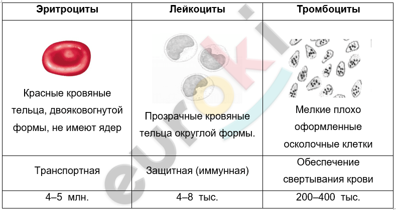 ГДЗ Стр. 38 Биология 8 класс Колесов Рабочая тетрадь
