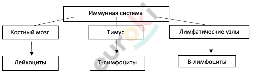 ГДЗ Стр. 41 Биология 8 класс Колесов Рабочая тетрадь