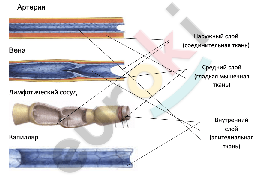 ГДЗ Стр. 49 Биология 8 класс Колесов Рабочая тетрадь