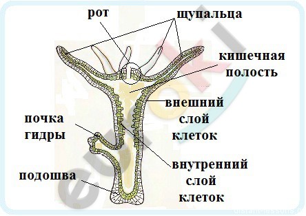 https://otvet.imgsmail.ru/download/105541009_b63507e9612ca67a7fa45f74a70262c3_800.jpg