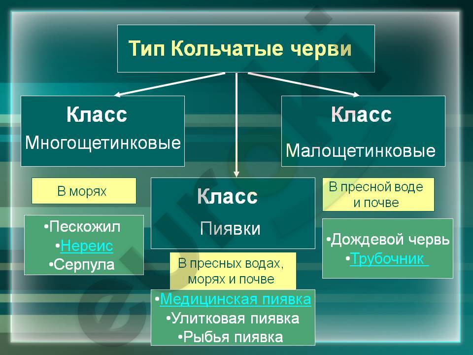 Систематические группы кольчатых червей