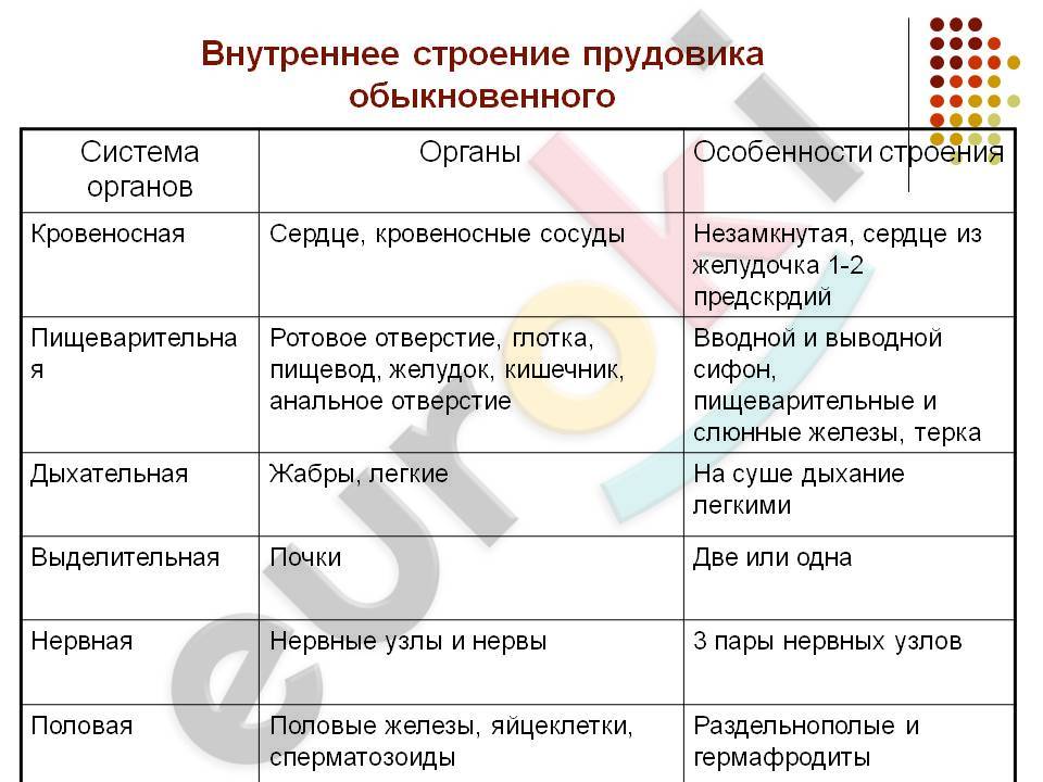 http://900igr.net/datas/biologija/Stroenie-molljuskov/0011-011-Vnutrennee-stroenie-prudovika-obyknovennogo.jpg