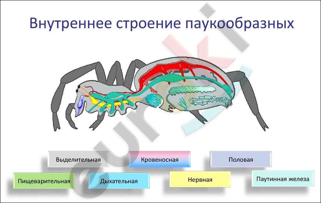 http://cf.ppt-online.org/files/slide/d/dzIeVL20fbS6aNJhnAM98GvqEmYHrcDkXwjxCo/slide-8.jpg