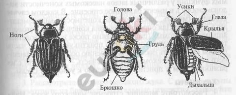 https://im0-tub-ru.yandex.net/i?id=82237de6d93434fa8ffb23fb96f89689&n=13