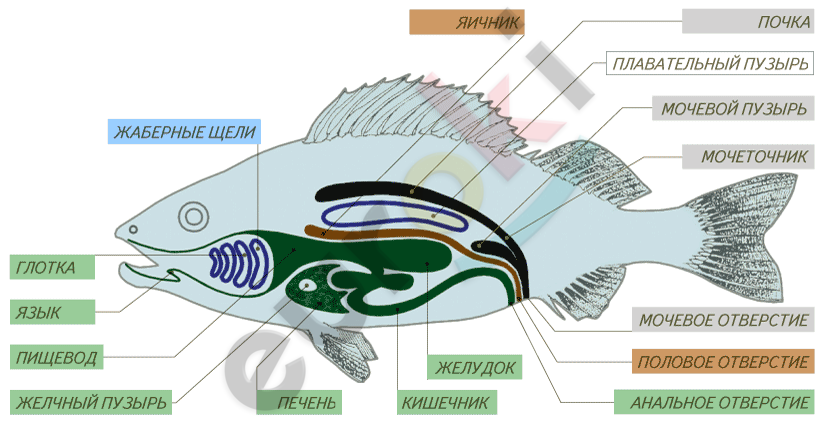 http://cdo-bio.ru/i.cdo-bio.ru/u/02/cf90122b9311e4a90aeff7c45aa83f/-/0006-008-Pischevaritelnaja-sistema-ryby-i-ljagushki.png