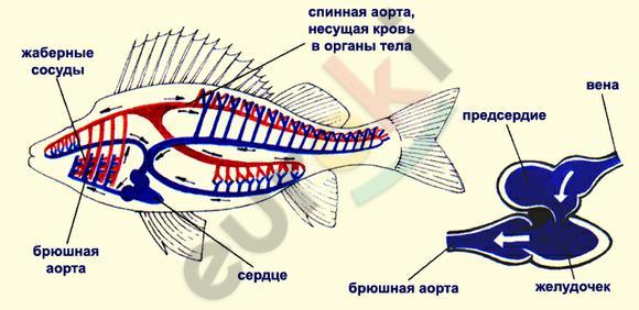 http://mama.freezeet.ru/wp-content/uploads/2015/03/krovenosnaja-sistema-ryb-2.jpg