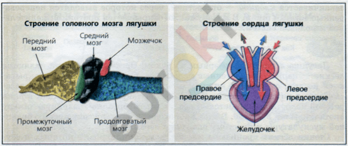 http://blgy.ru/images/biology7t/pic66.png