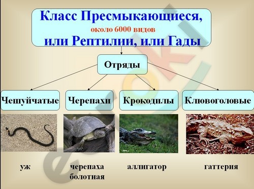 http://www.klassnye-chasy.ru/userfiles/image/klass-presmykayushchiesya-ili-reptilii2.jpg