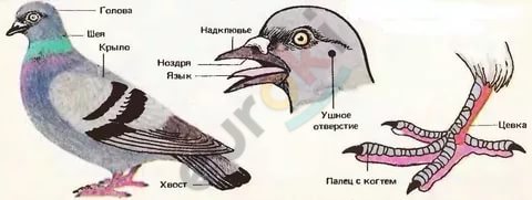 https://im0-tub-ru.yandex.net/i?id=51a8db15b86d49a286a759877dcc1938&n=13