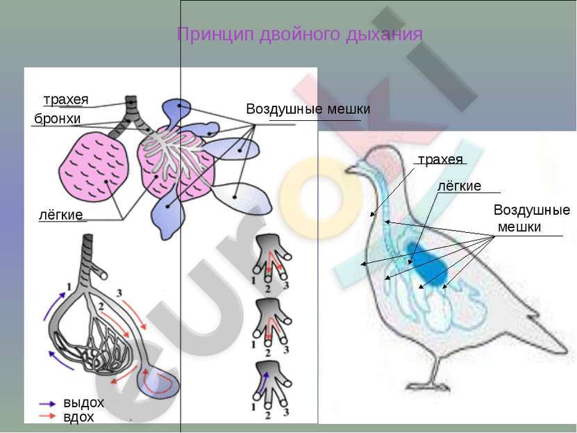 http://bigslide.ru/images/43/42790/831/img10.jpg