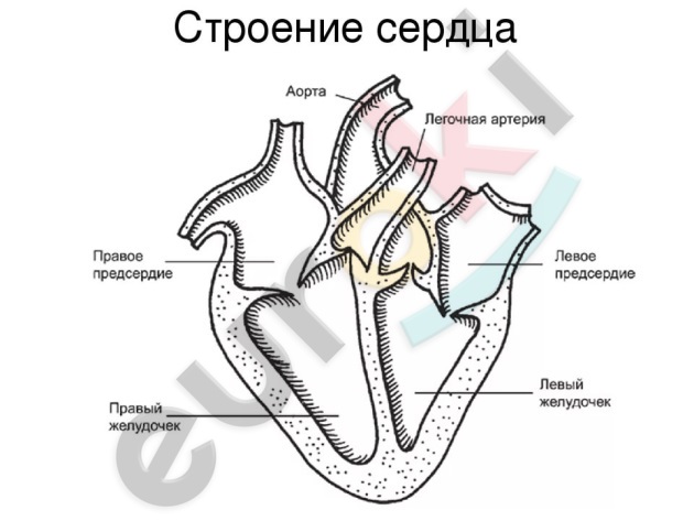 https://im0-tub-ru.yandex.net/i?id=7933270758da6067370b416d11463278-l&n=13