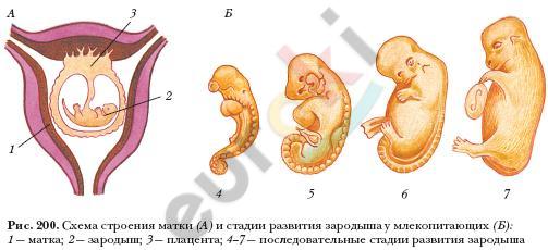 Где происходит развитие зародыша у млекопитающих