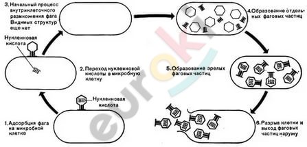 https://im0-tub-ru.yandex.net/i?id=fa564f6e6591a9d65d4166157e219232&n=33&h=215&w=447