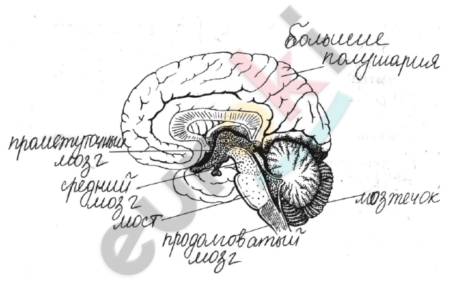 Diagram Description automatically generated