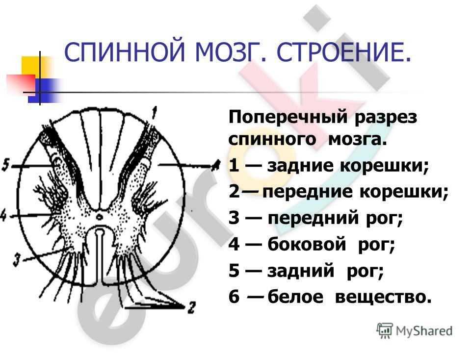 http://images.myshared.ru/5/451294/slide_4.jpg