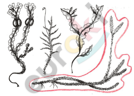 A drawing of a tree Description automatically generated with low confidence