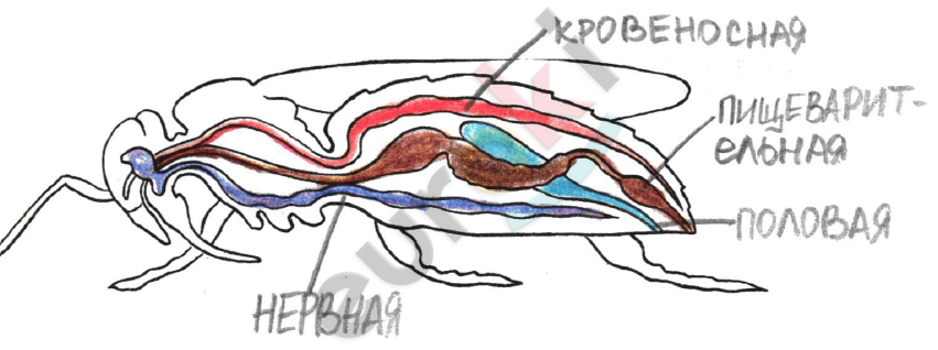 Diagram Description automatically generated