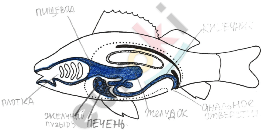 Diagram, engineering drawing Description automatically generated